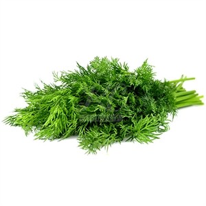 Fresh Dill