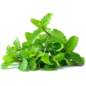Fresh Mint Bunch